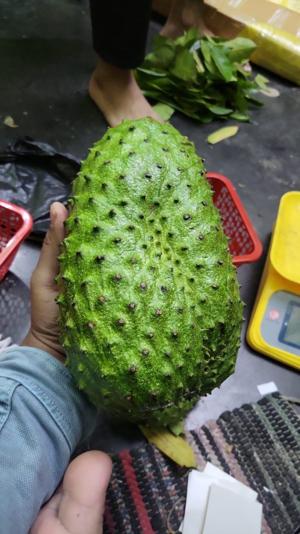 করোসল ফল করোসল পাতা কোথায় পাওয়া যায় Soursop